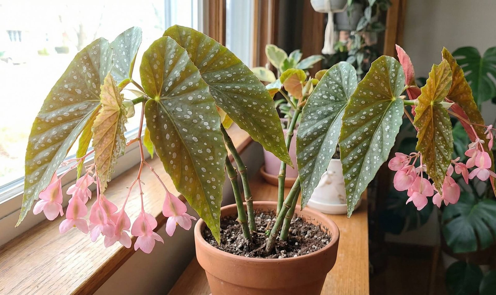 Taškuoti begonijos 'Tamaya' lapai