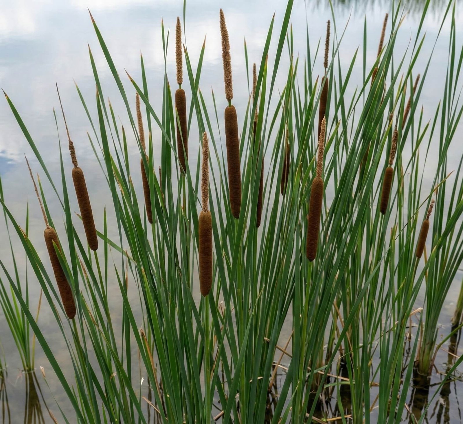 Grakštus siauralapis švendras prie tvenkinio