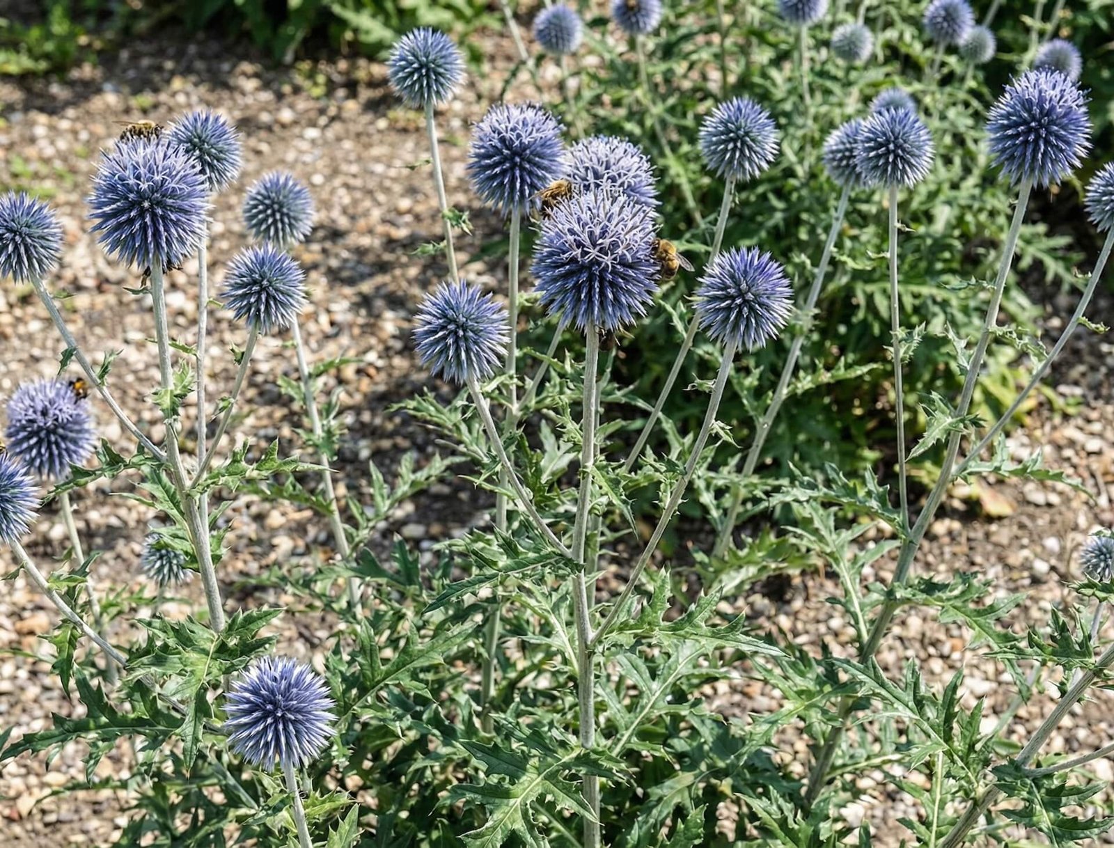 Apvalus, mėlynas bandrenio žiedynas