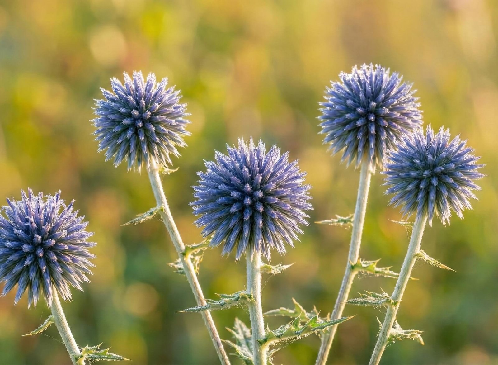 Apvalus, dygliuotas, melsvai violetinis žydrojo bandrenio žiedynas