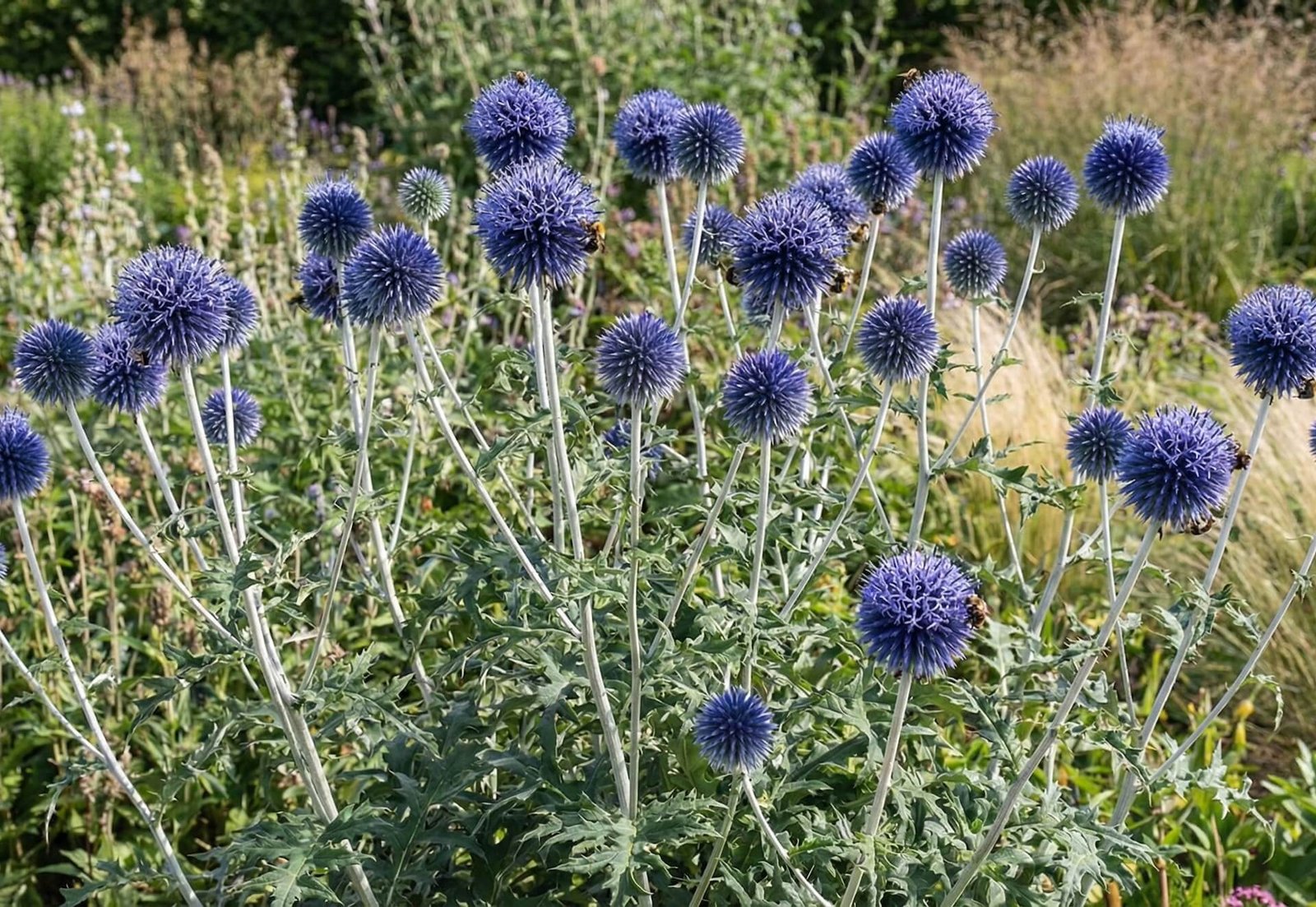 Didelis, ryškiai melsvas 'Taplow Blue' bandrenio žiedynas