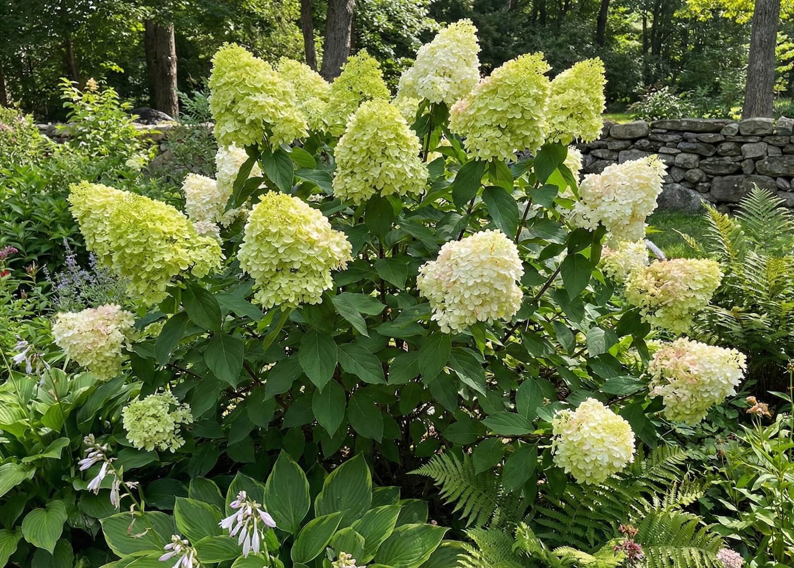 Didelis, žalsvai baltas šluotelinės hortenzijos 'Limelight' žiedynas