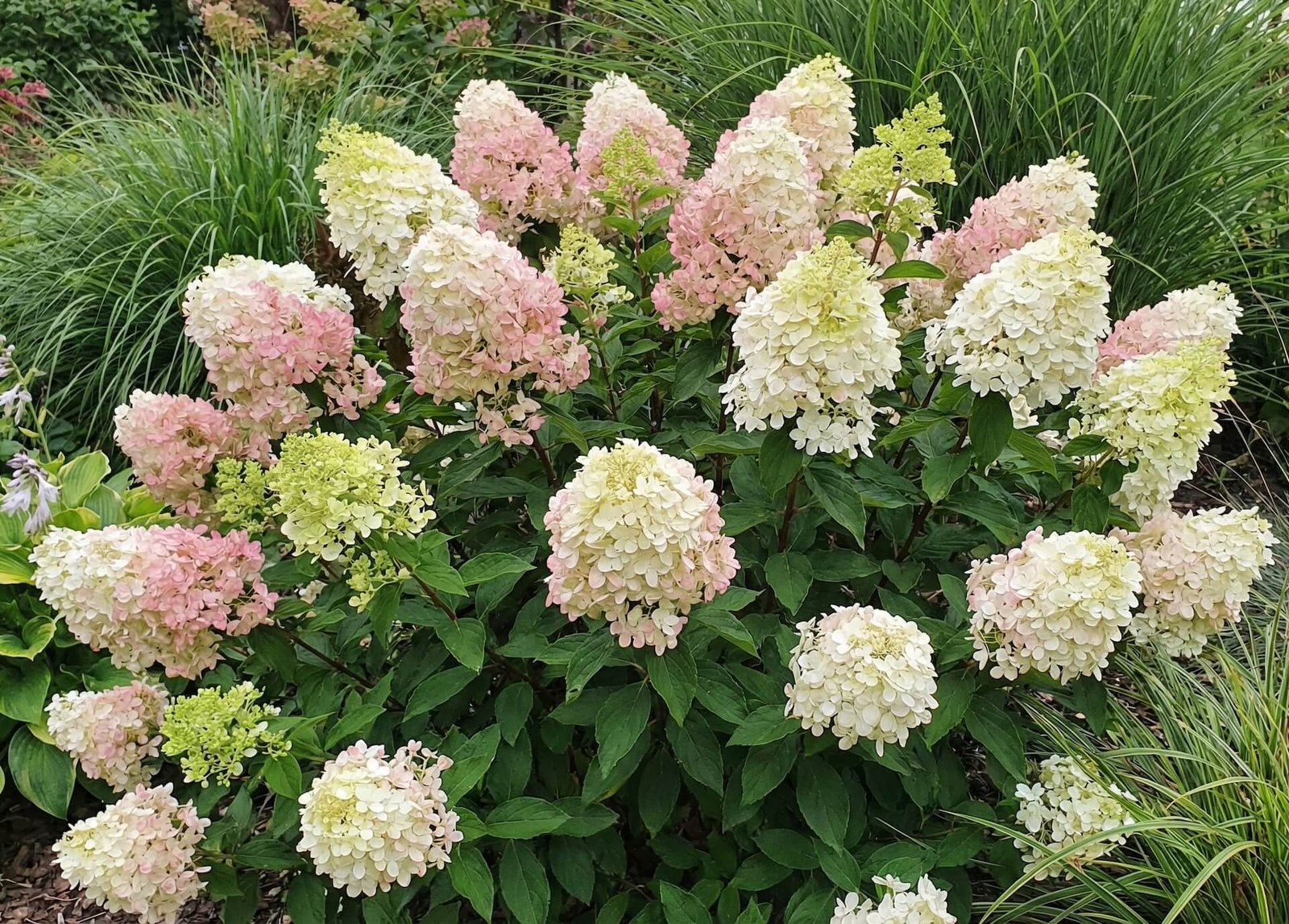 Žemas, tankus, baltai žydintis hortenzijos 'Bobo' krūmas