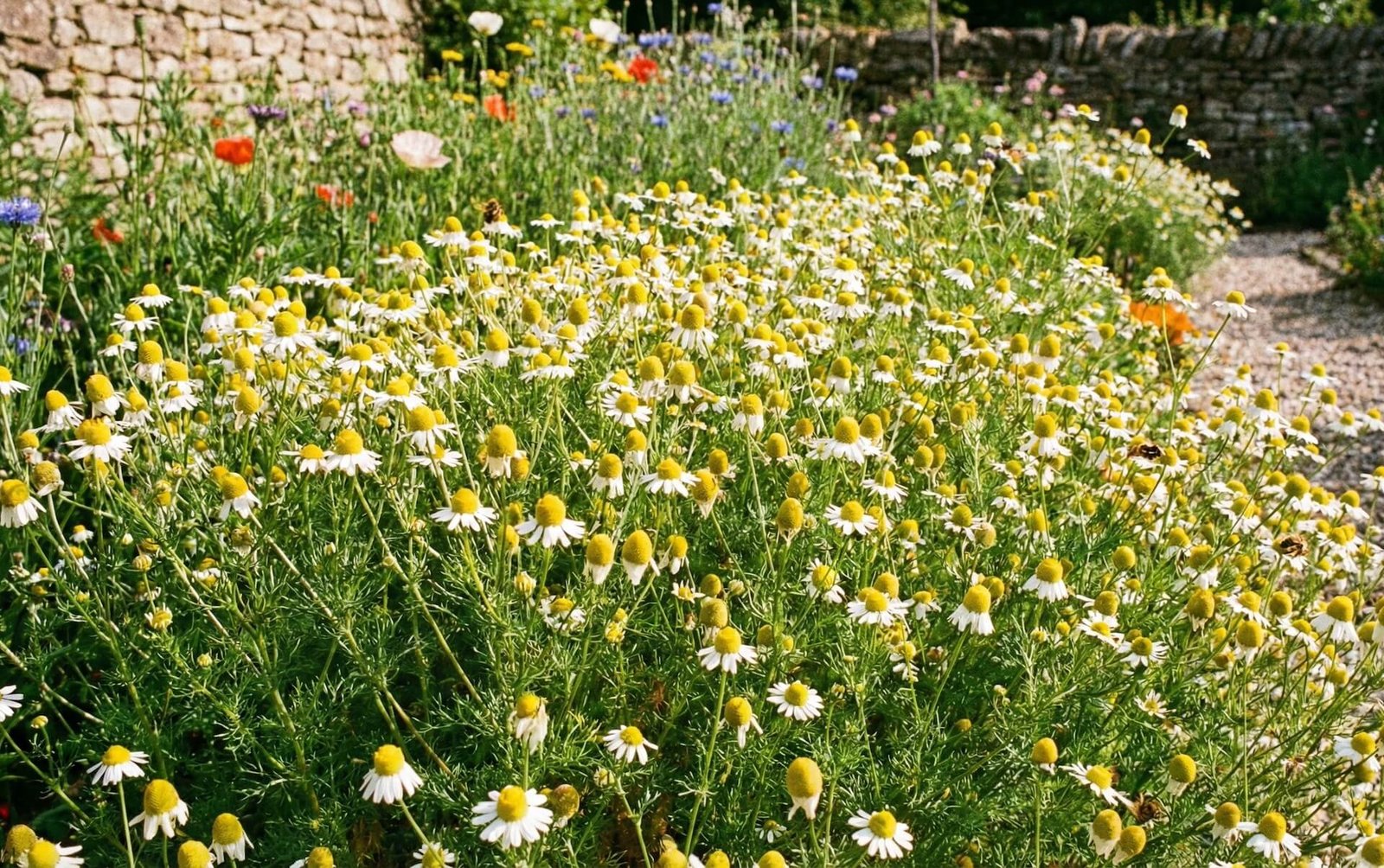 Balti vaistinės ramunės žiedai su geltonais viduriukais