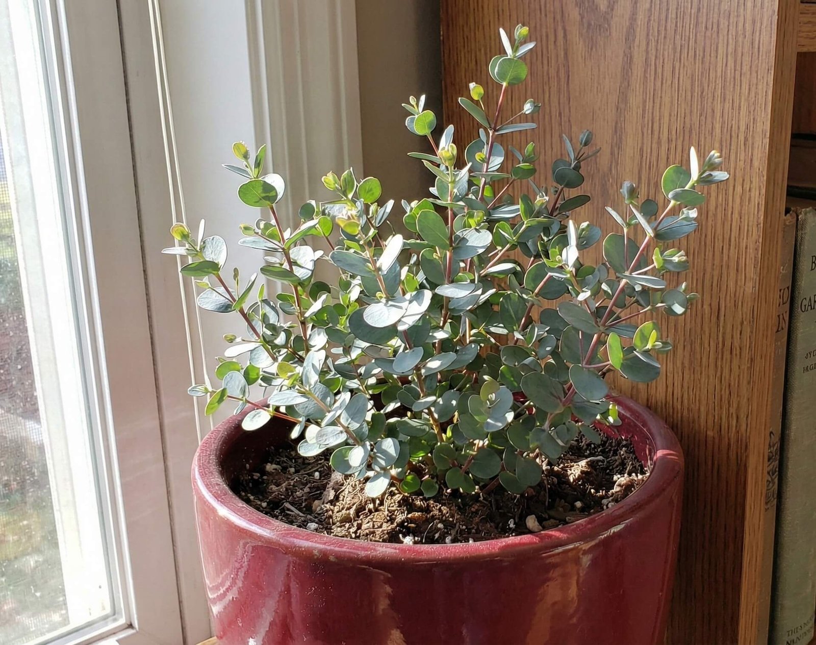 Sidabriškai melsvi eukalipto 'France Bleu' lapai