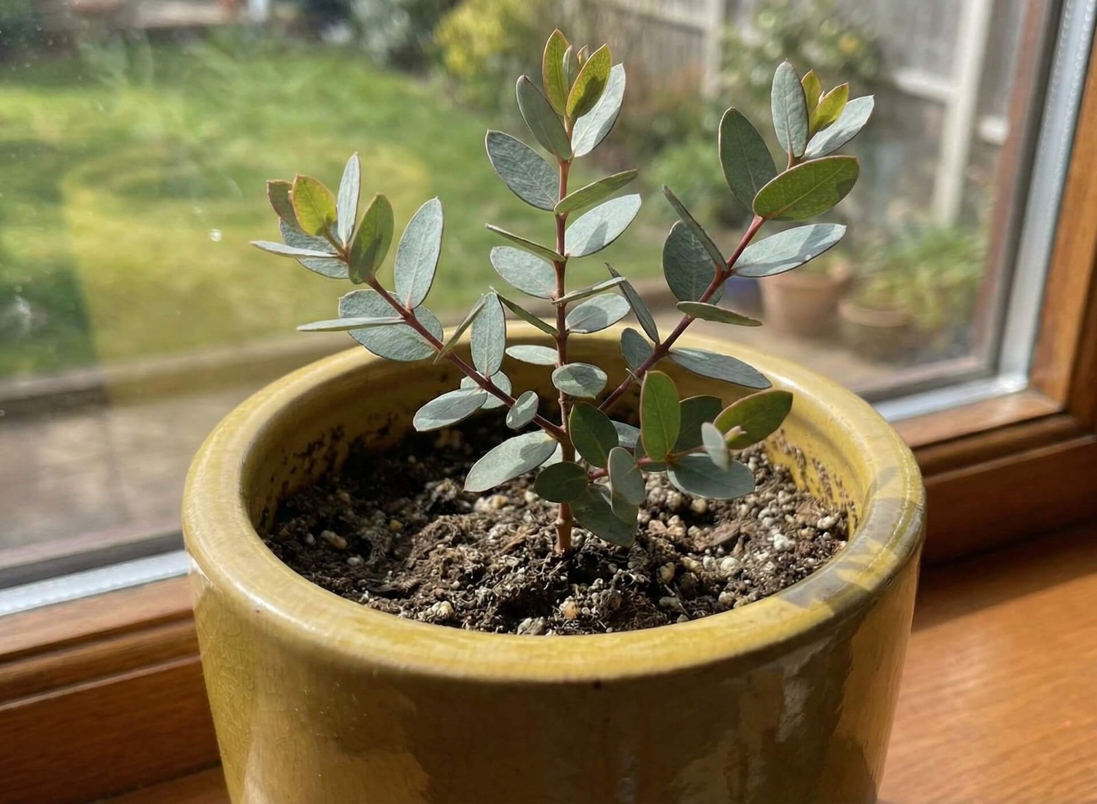 Baltas, besilupantis snieginio eukalipto kamienas