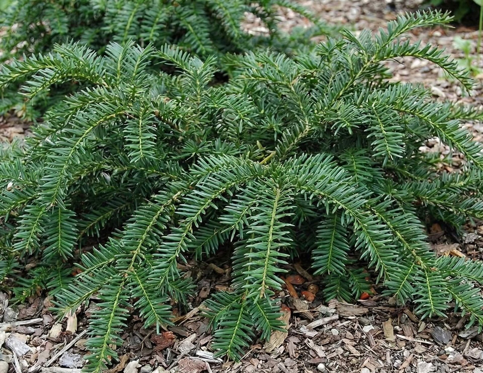 Žemas, plačiai besidriekiantis europinis kukmedis 'Repandens'