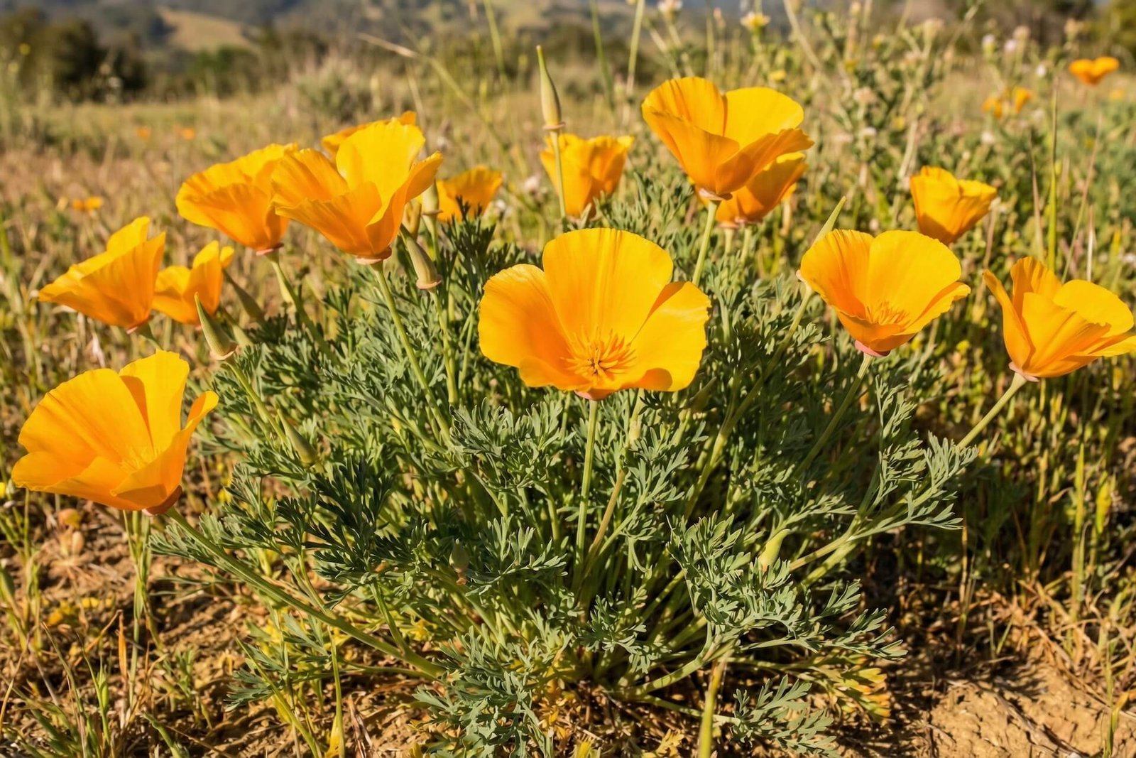 Oranžiniai ešolcijos žiedai