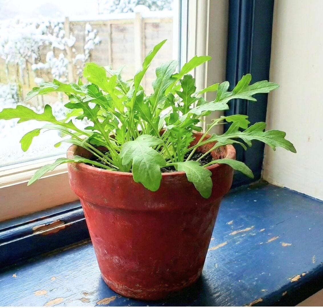 Švieži, žali rukolos lapai