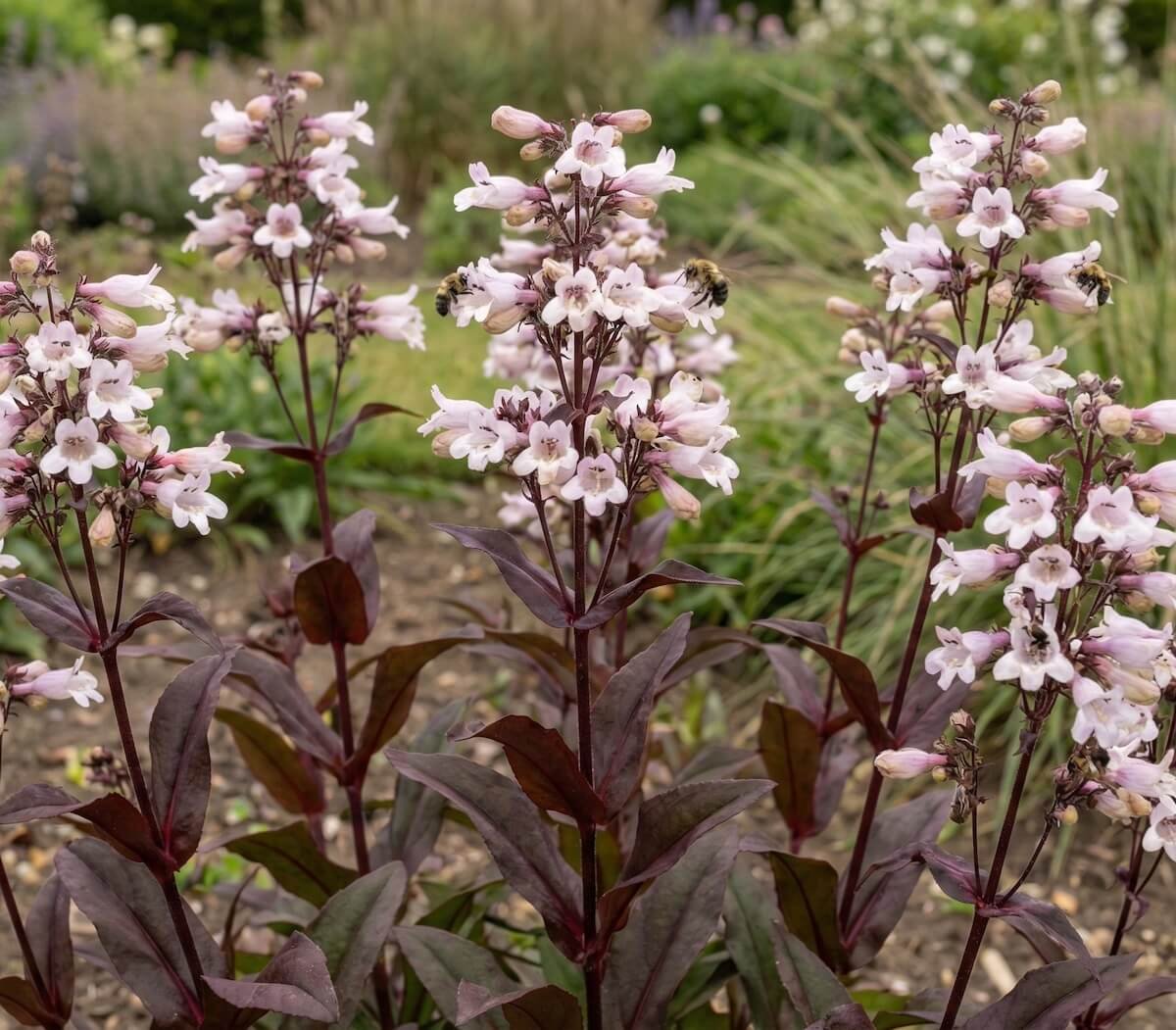 Rožiniai penstemono 'Dark Towers' žiedai ir tamsūs lapai