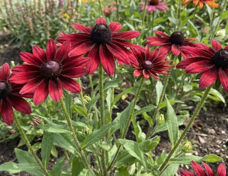 Įvairiaspalviai gelsvosios rudbekijos žiedai