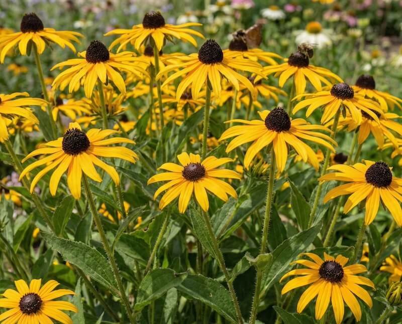 Gausiai žydinti Rudbekija (Rudbeckia) su geltonais žiedlapiais ir tamsiu centru