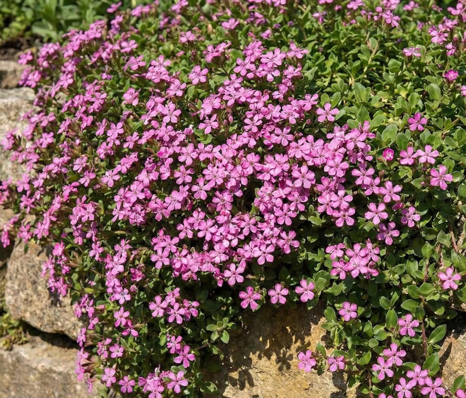 Rožinių Bazilikinis putoklio žiedų kilimas