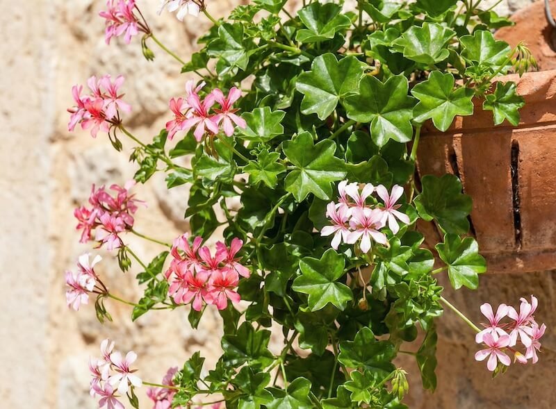 Raudoni ir rožiniai svyrančios pelargonijos žiedai