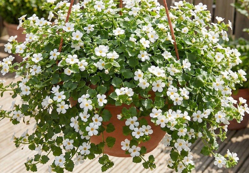 Smulkūs balti širdiškiškosios suteros žiedeliai