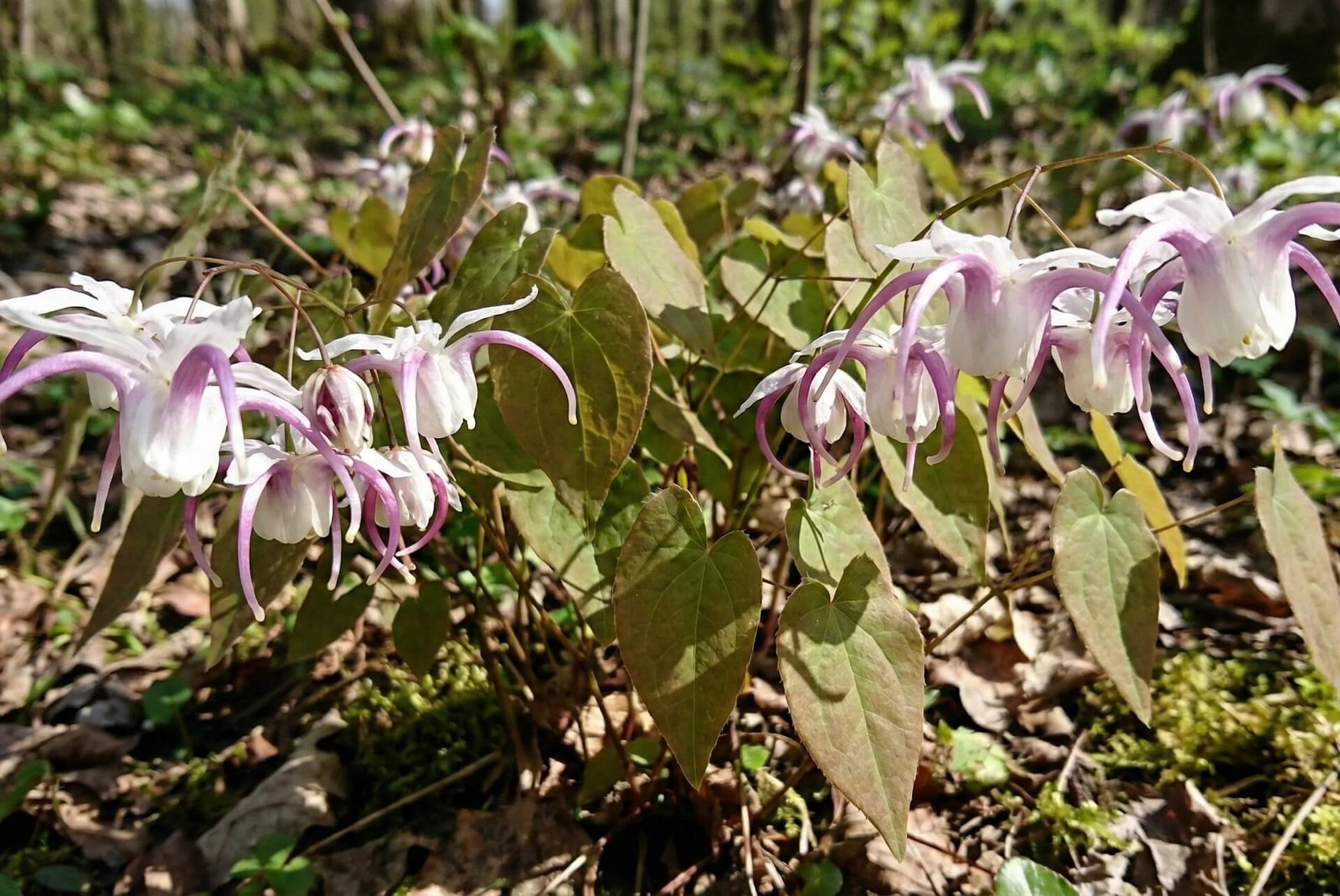 Didelis, rožinis stambiažiedžio epimedžio žiedas