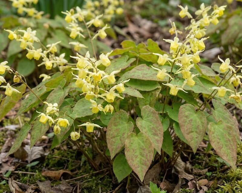 Švelniai geltoni epimedžio 'Sulphureum' žiedai