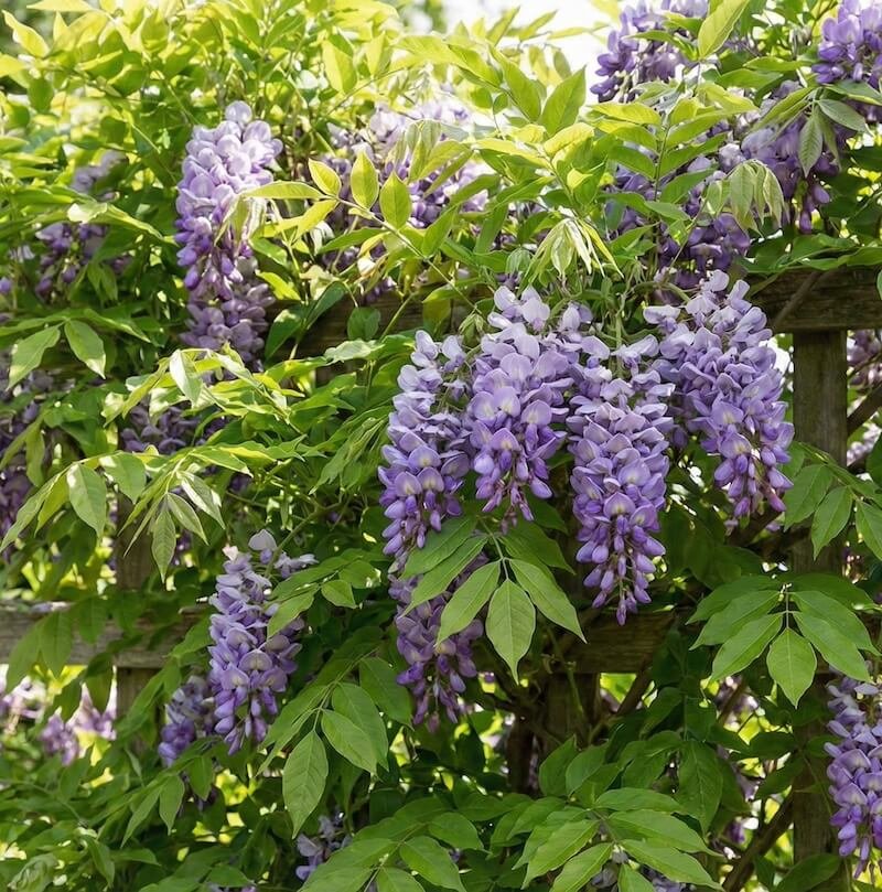 Alyvinės-violetinės spalvos visterijos 'Amethyst Falls' žiedų kekės