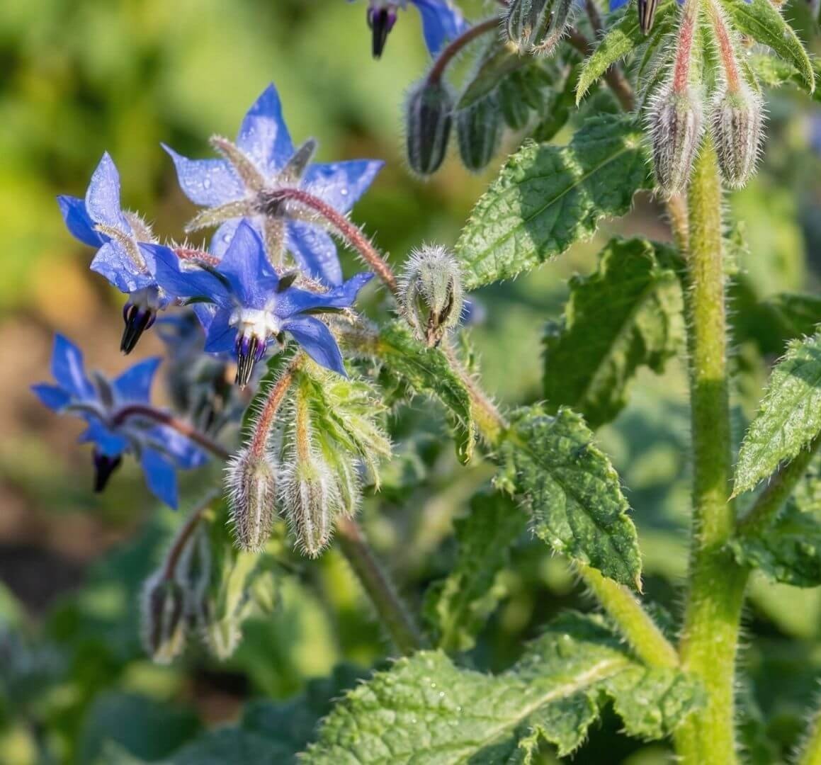 Mėlynas, žvaigždės formos agurklės žiedas