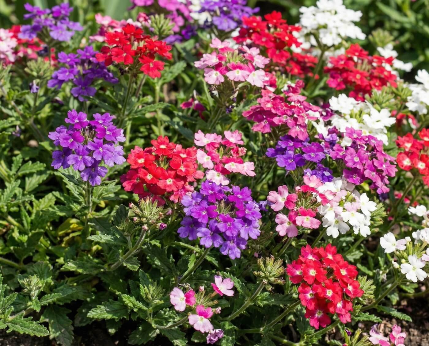 Įvairiaspalviai darželinės verbenos žiedai