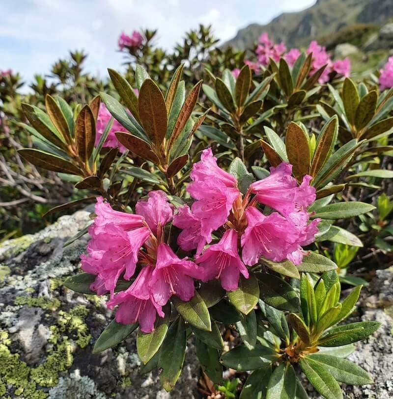 Ryškiai rožiniai rūdėtojo rododendro žiedai