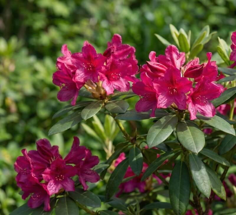 Ryškiai rožiniai plaukuotojo rododendro žiedai