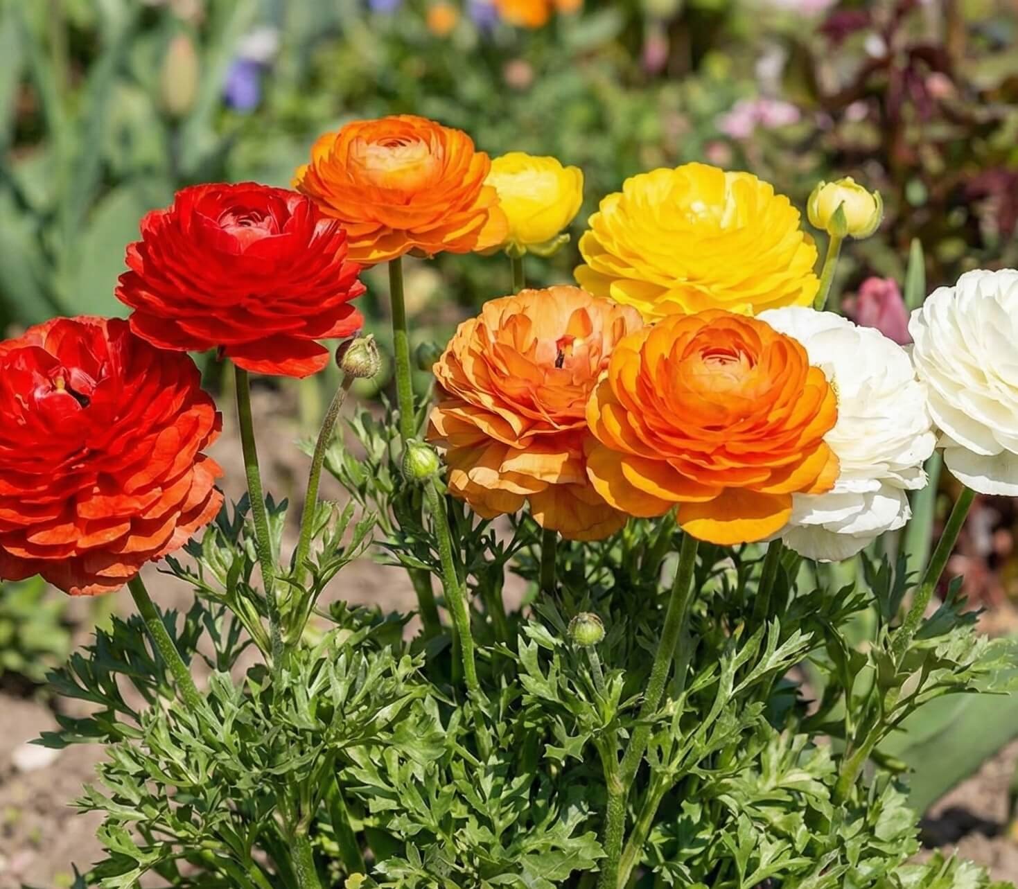 Įvairiaspalviai, pilnaviduriai azijinio vėdryno žiedai