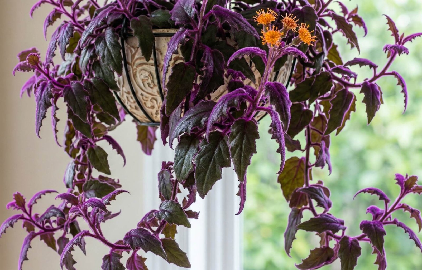 Purpuriniais plaukeliais padengti ginuros lapai