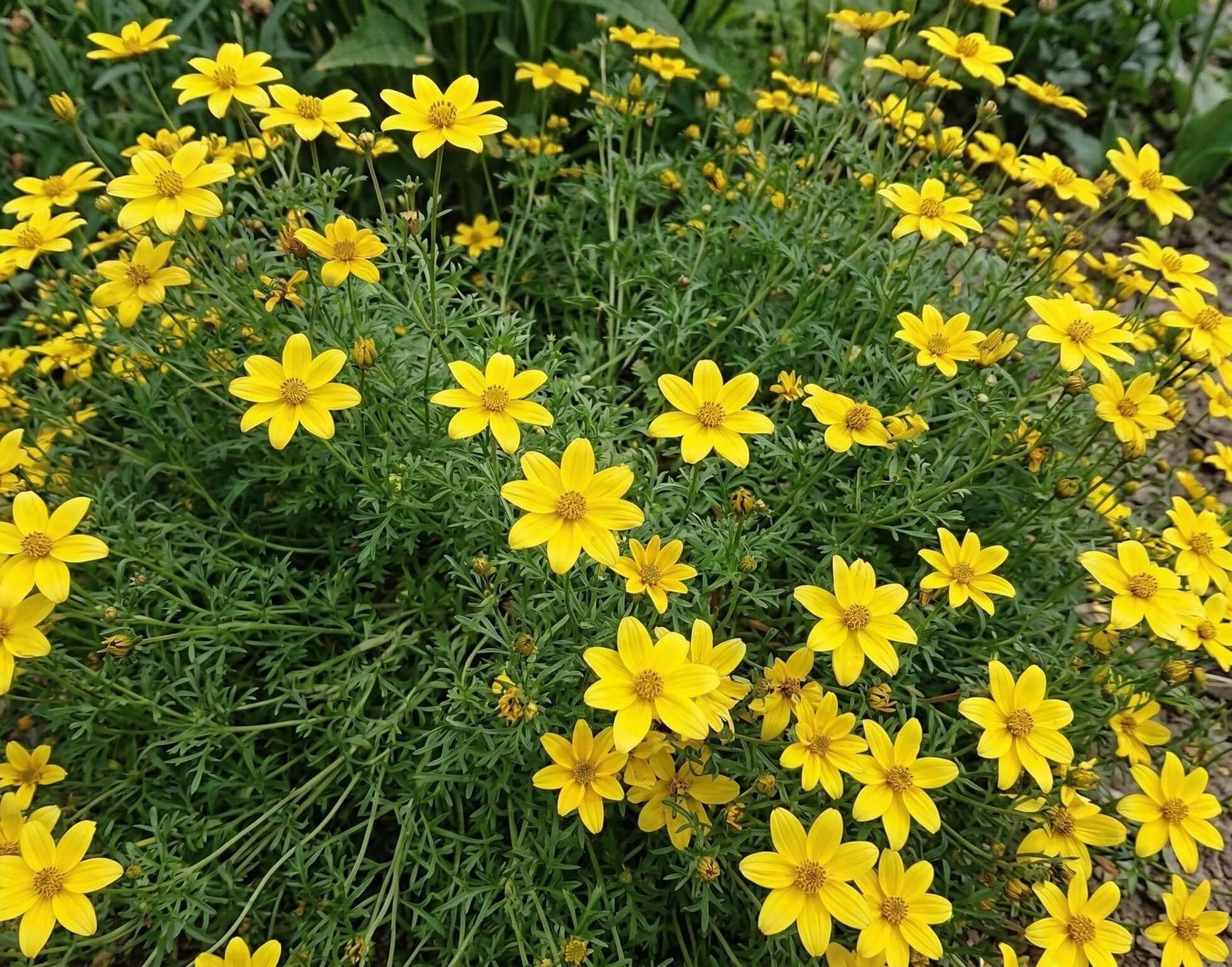 Ryškiai geltoni siauralapio lakišiaus (Bidens ferulifolia) žiedai