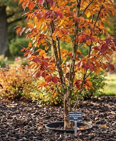 Taisyklingos formos geležinės parotijos 'Bella' medis rudenį