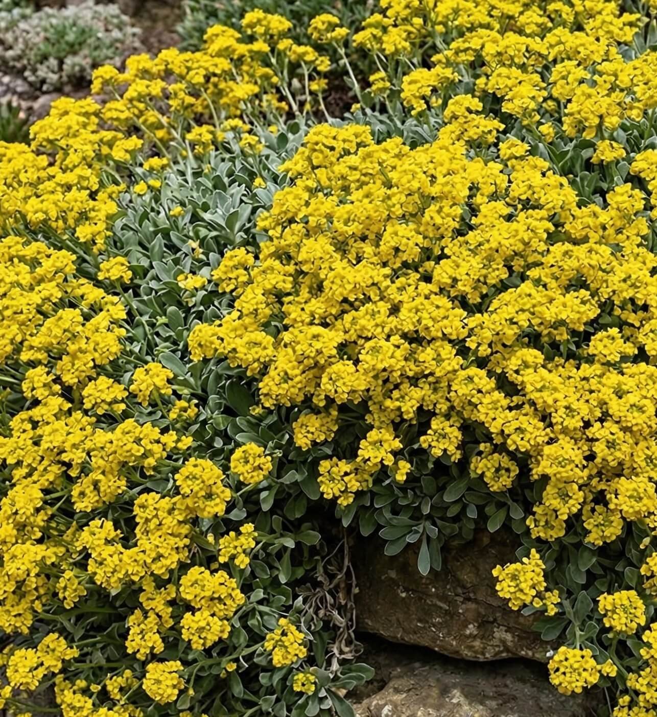 Ryškiai geltoni uolinės aurinijos (Aurinia saxatilis) žiedai alpinariume