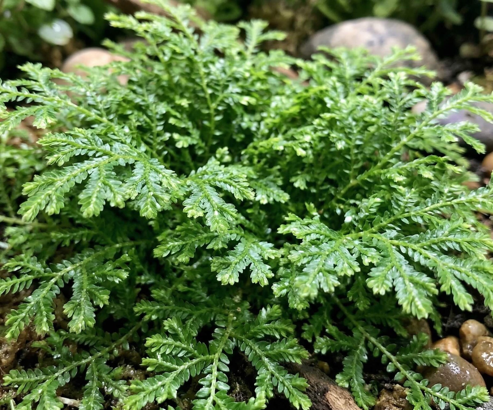 Tankūs ir žali selaginelės (Selaginella) lapeliai vazone