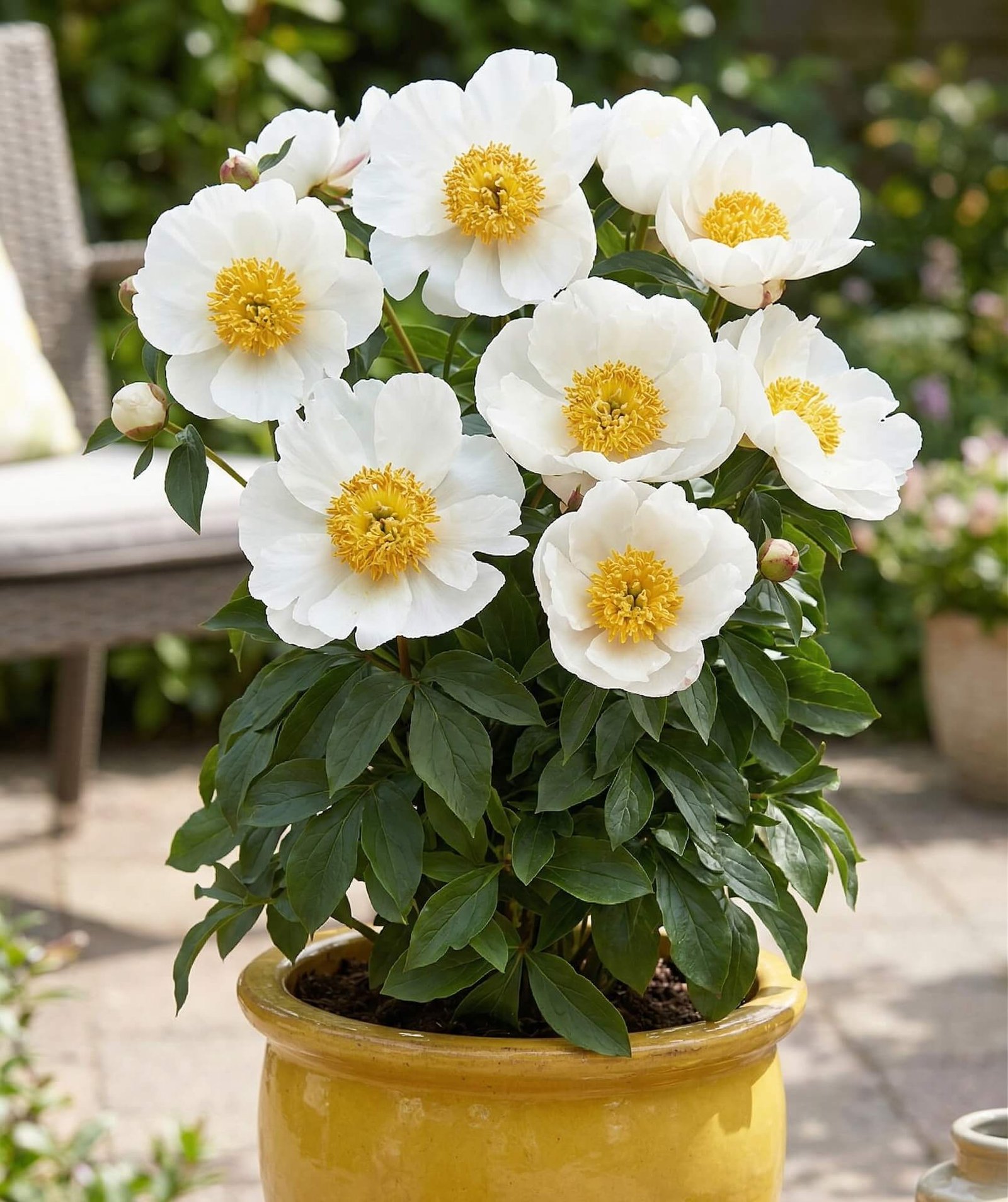 Balti kompaktiško patio bijūno (Paeonia patio Madrid) žiedai vazone
