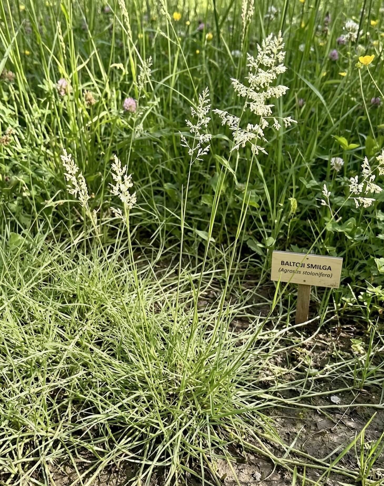 Tankus ir ypač žemas baltosios smilgos (Agrostis stolonifera) vejos kilimas