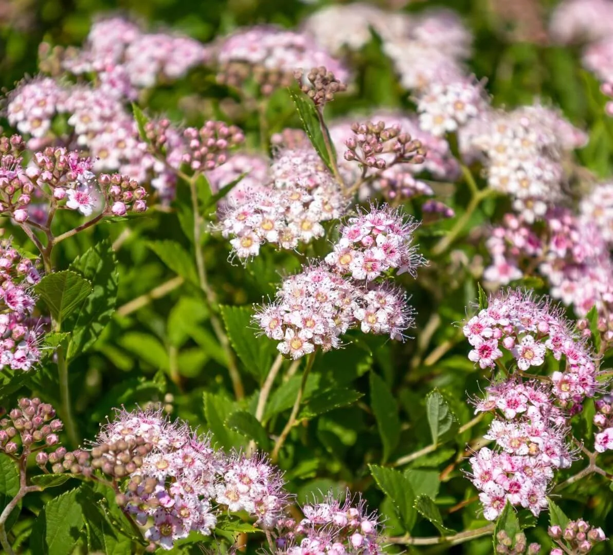 Ryškiai rožiniai japoninės lanksvos (Spiraea japonica) žiedai ir žali lapai vasaros sode