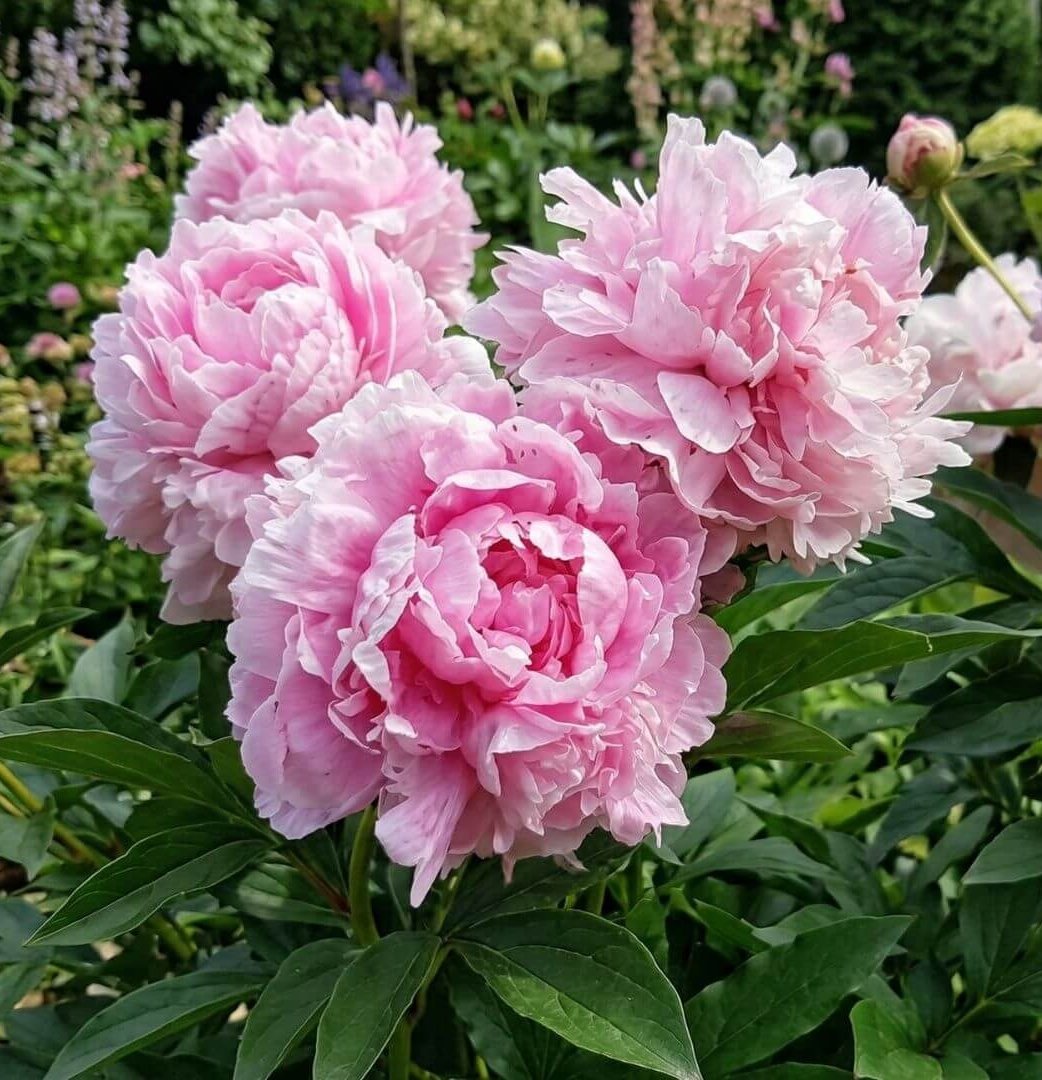 Didelis, pilnaviduris, švelniai rožinis 'Sarah Bernhardt' bijūno žiedas