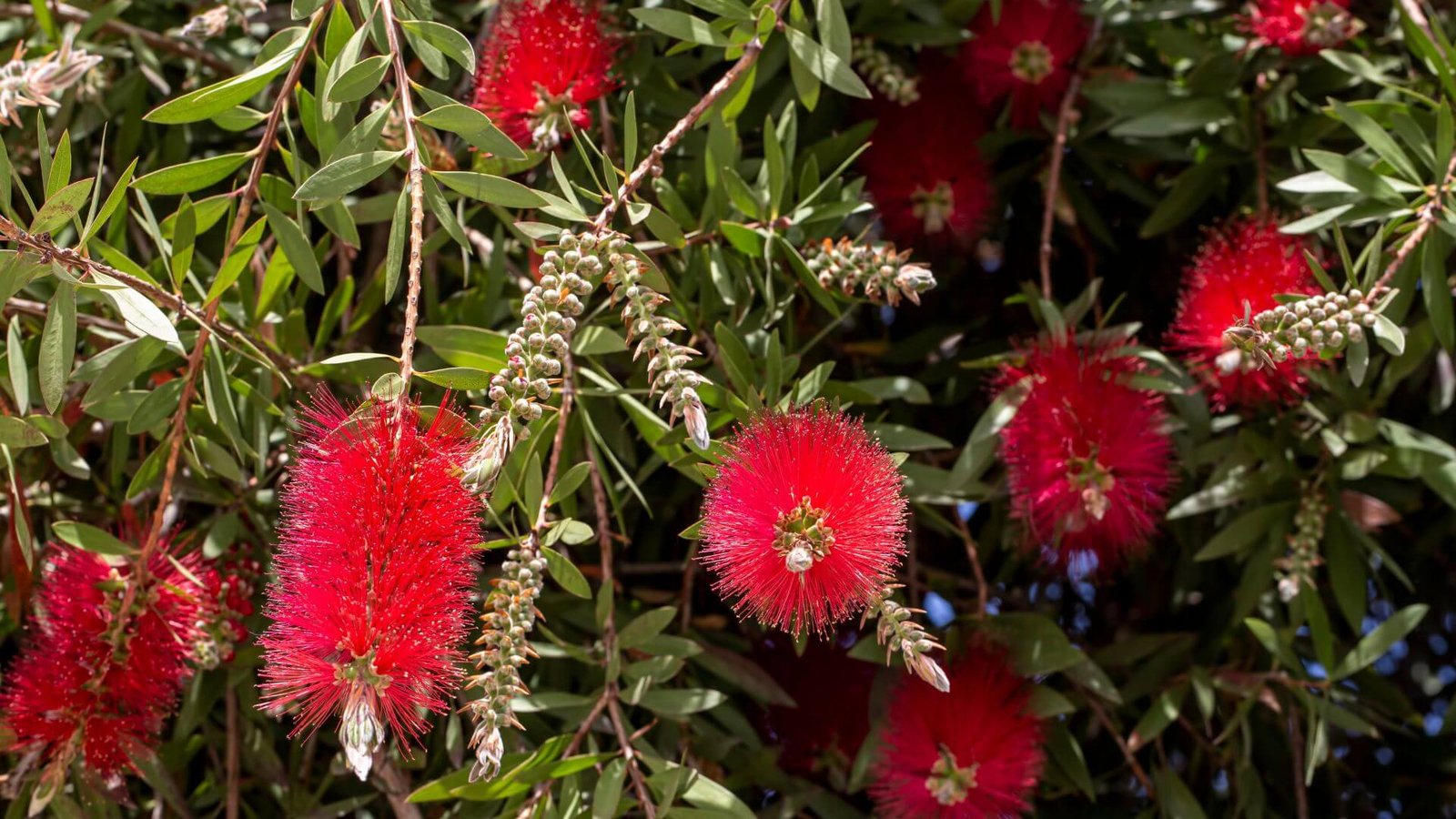 Raudonas, į butelio šluotelę panašus kalistemono žiedynas