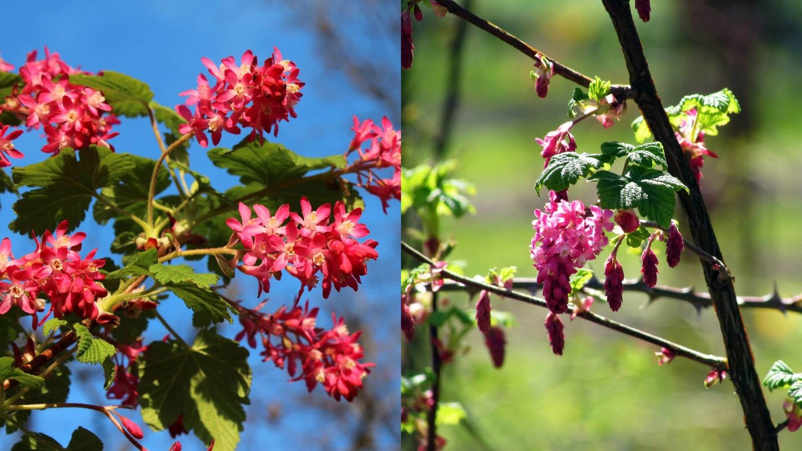 Ryškiai rožiniai ir raudoni raudonžiedžio serbento (Ribes sanguineum) žiedai pavasarį sode