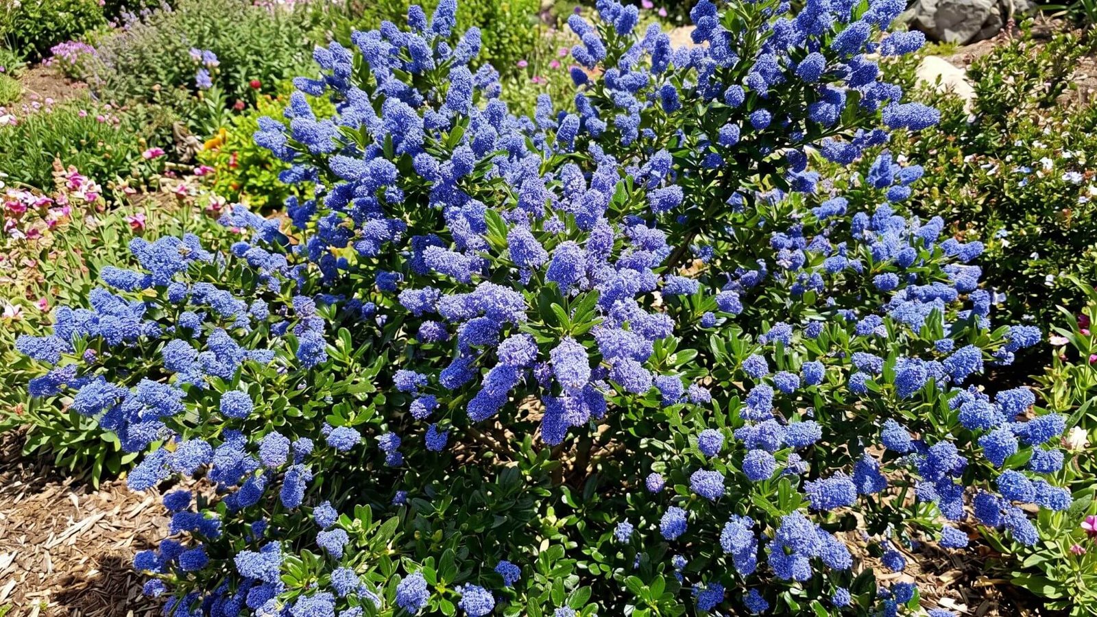 Ryškiai mėlyni ceanoto (galvažiedės) krūmo žiedynai vasaros sode