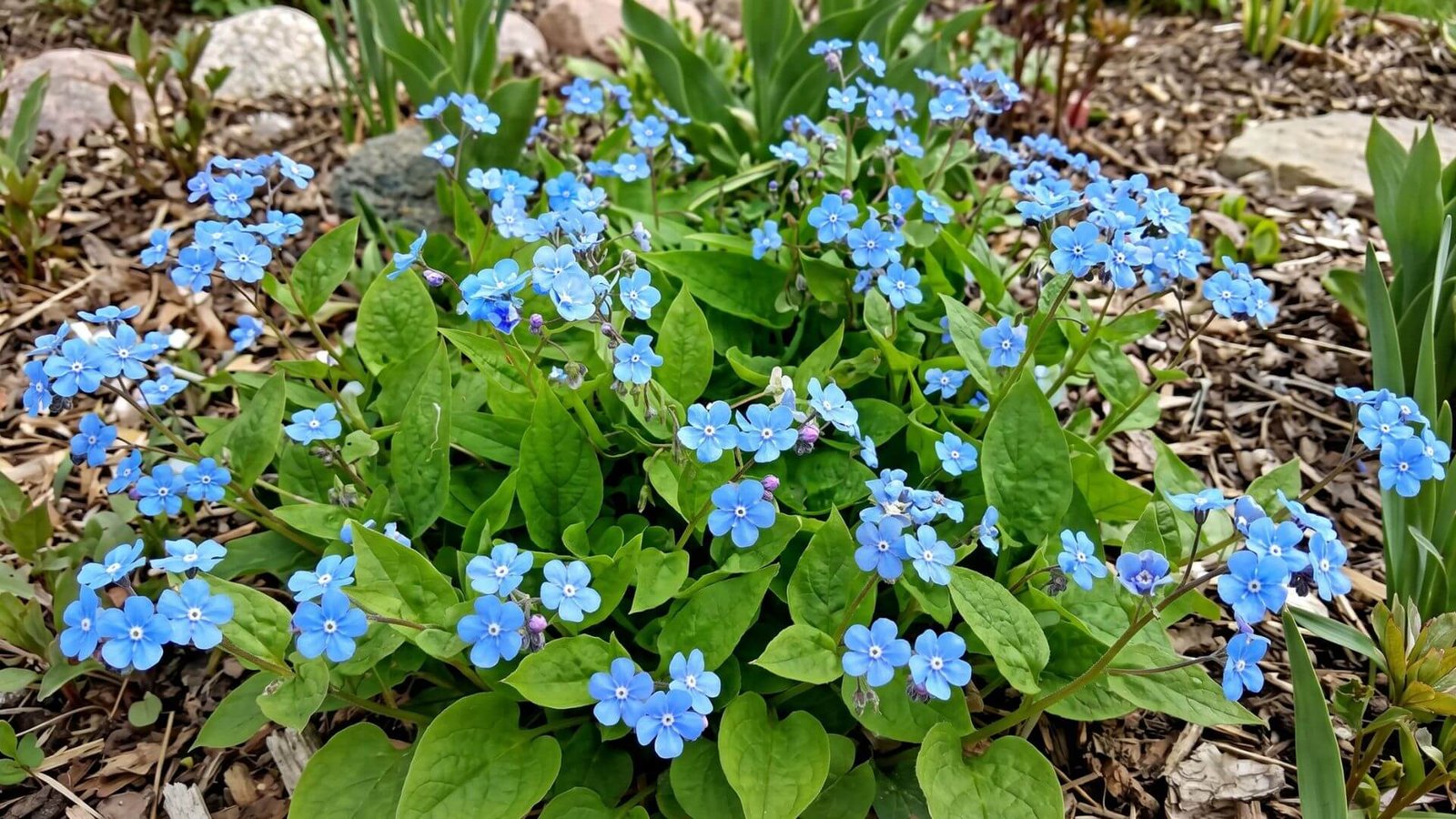 Ryškiai mėlyni pavasarinio poraičio (Omphalodes verna) žiedai pavasarį sode