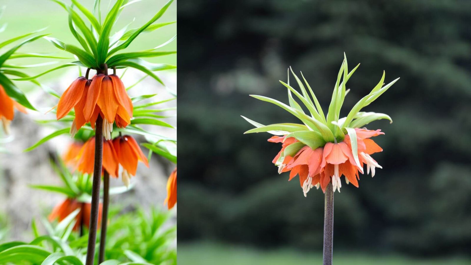 Didžiuliai oranžiniai daugiažiedės margutės (Fritillaria imperialis) varpelio formos žiedai pavasarį