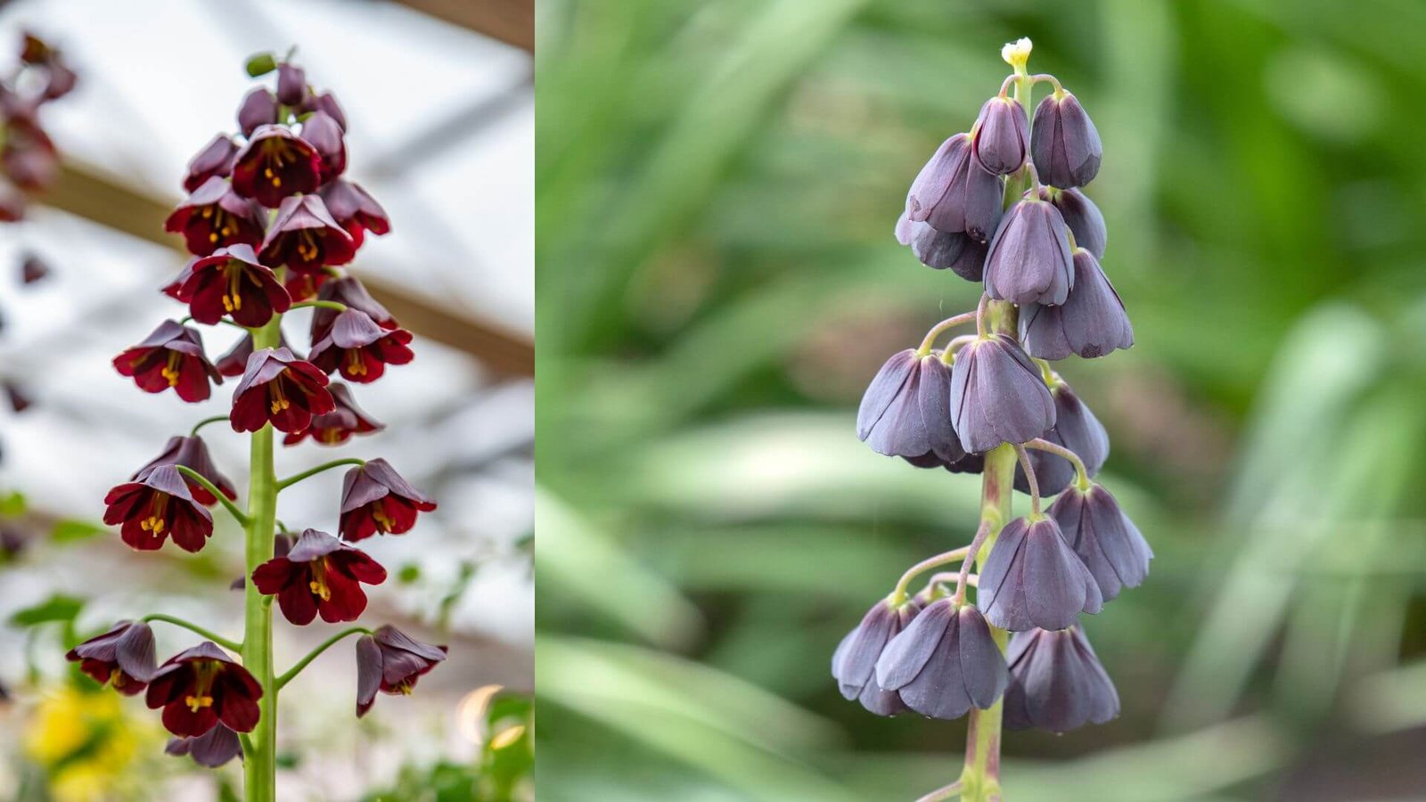 Aukšta persinė margutė (Fritillaria persica) su tamsiai purpuriniais žiedais pavasario sode