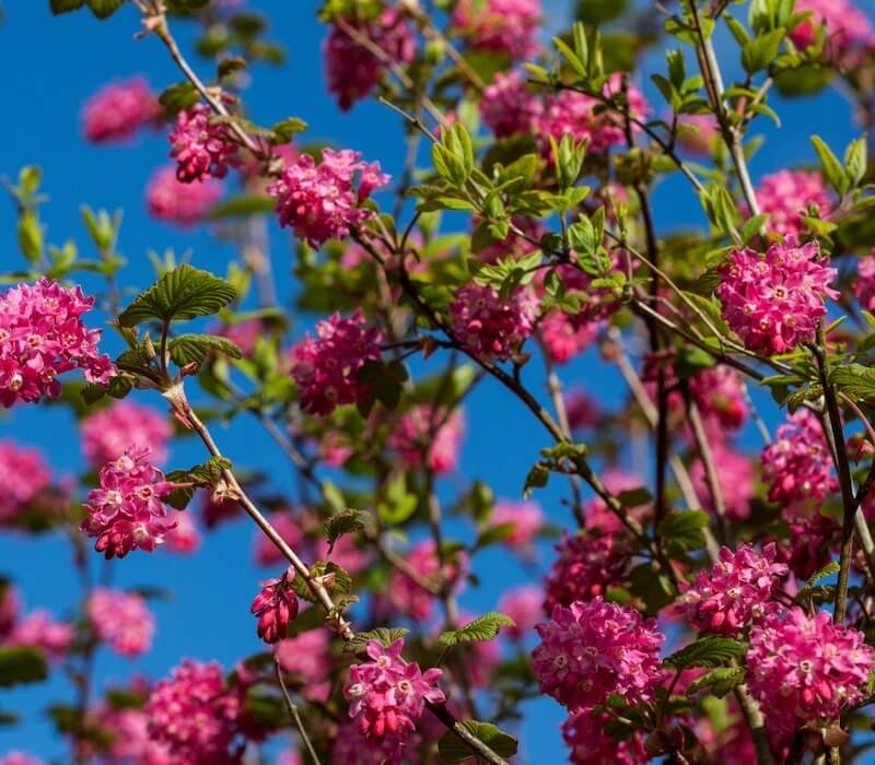 Ribes sanguineum 'Red Bross' Ribes sanguineum 'Red Bross'