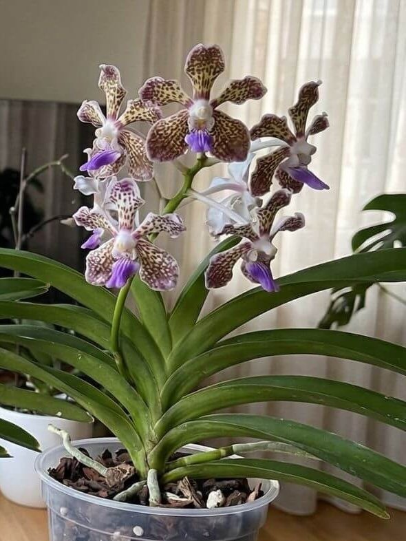 Trispalvė vanda (Vanda tricolor) Trispalvė vanda (Vanda tricolor)