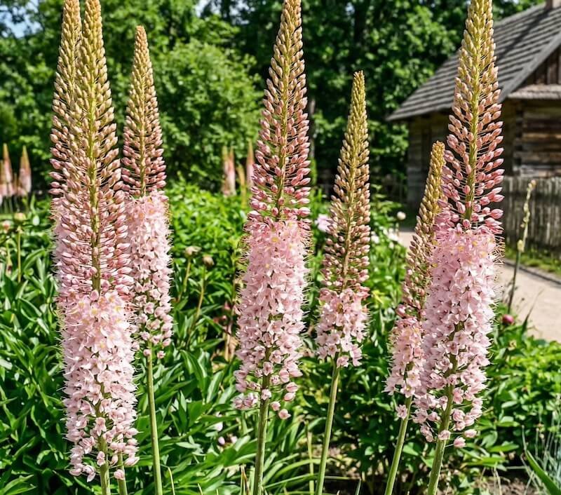 Rausvažiedis eremūras (Eremurus olgae)