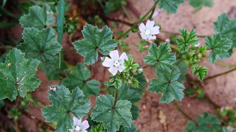 Paprastoji dede&scaron;va (Malva neglecta)