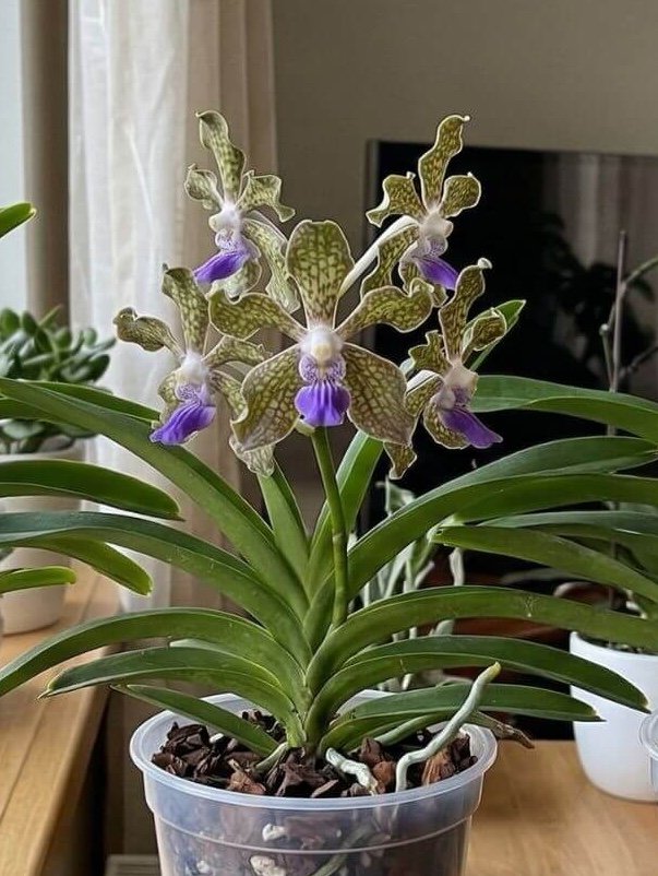 Languotoji vanda (Vanda tessellata) Languotoji vanda (Vanda tessellata)