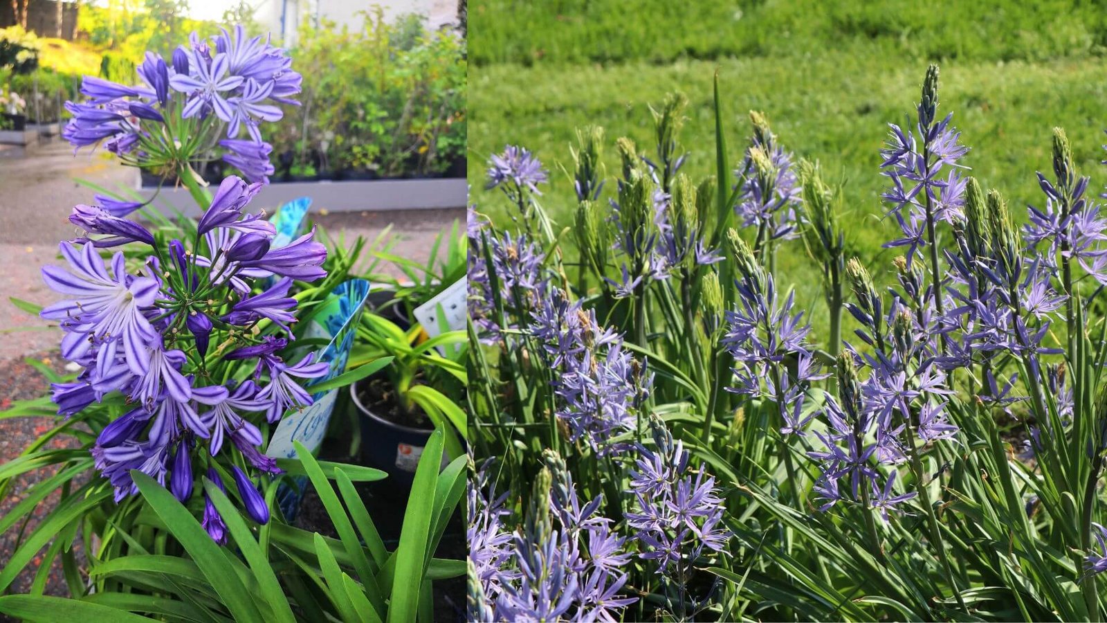 Kamasija (Camassia) priežiūra ir auginimas, kada sodinti? Kamasija (Camassia) priežiūra ir auginimas, kada sodinti?