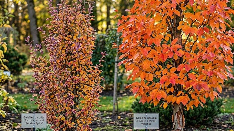 Geležinė parotija 'Persian Spire' ir 'Vanessa' Geležinė parotija 'Persian Spire' ir 'Vanessa'