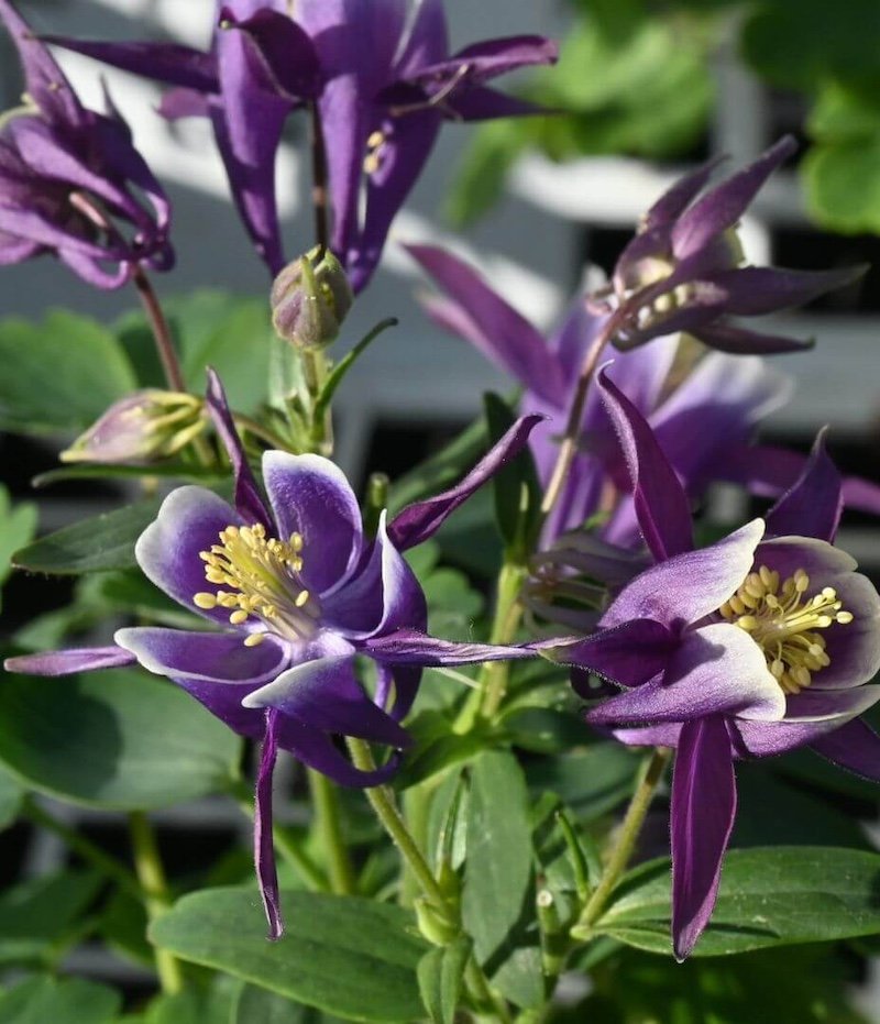 Paprastasis sinavadas (Aquilegia vulgaris) Paprastasis sinavadas (Aquilegia vulgaris)